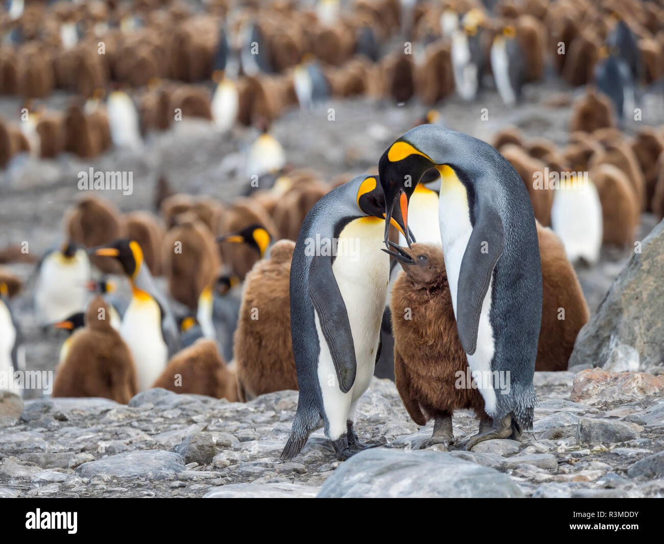 Pinguino reale (Aptenodytes patagonicus) rookery in st Andrews Bay. Un comportamento alimentare. Isola Georgia del Sud Foto Stock