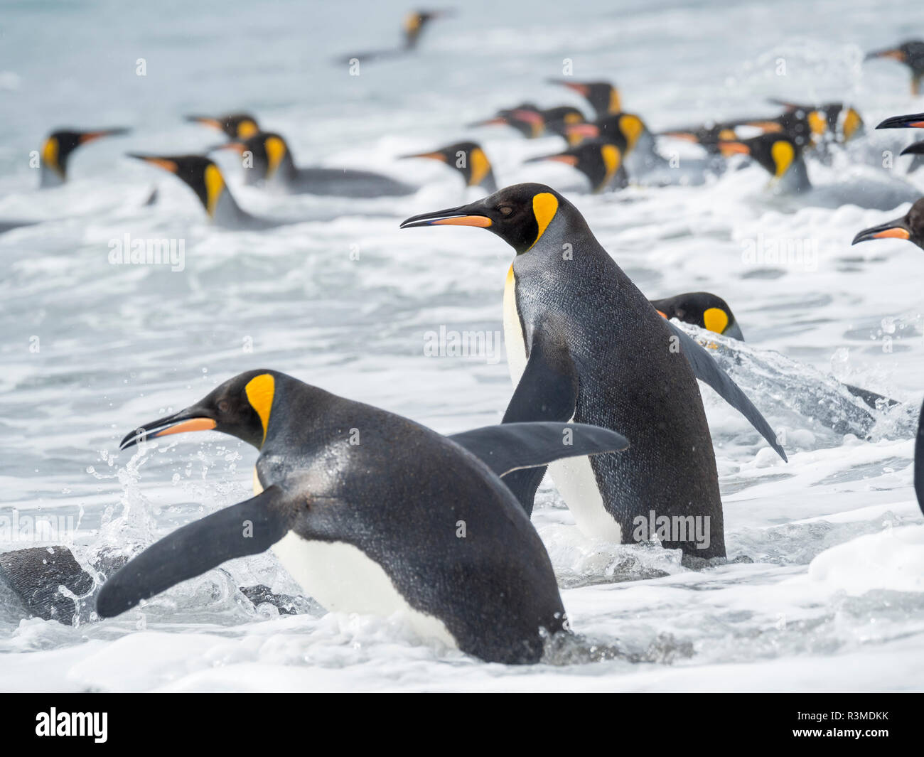 Pinguino reale (Aptenodytes patagonicus) rookery su Salisbury Plain nella baia delle isole. Gli adulti che entra in mare. Isola Georgia del Sud Foto Stock