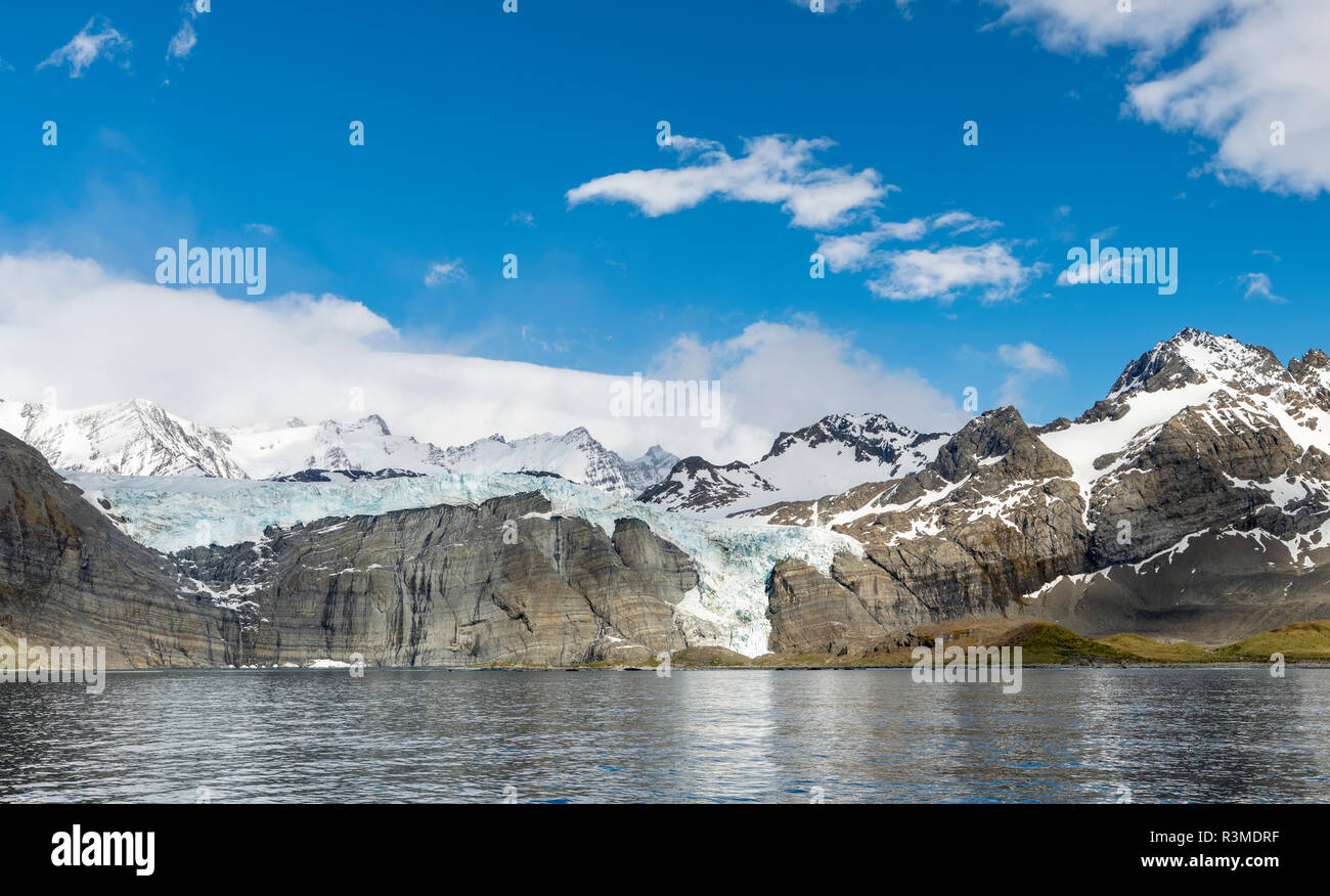 Porto oro con possenti Bertrab ghiacciaio dell'Isola Georgia del Sud Foto Stock