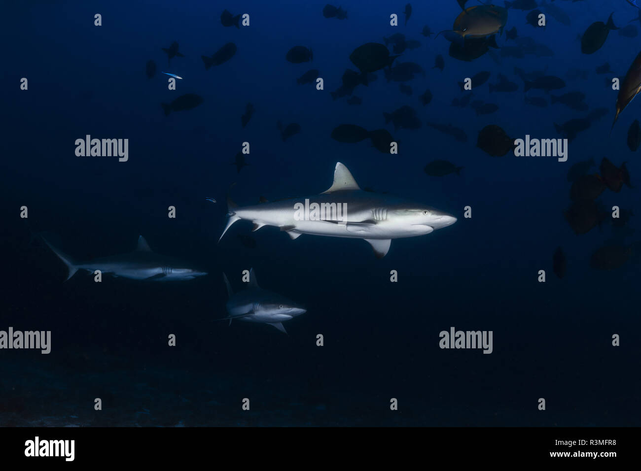Grey Reef shark (Carcharhinus amblyrhynchos) roaming intorno all'ingresso della grotta, Mayotte Foto Stock