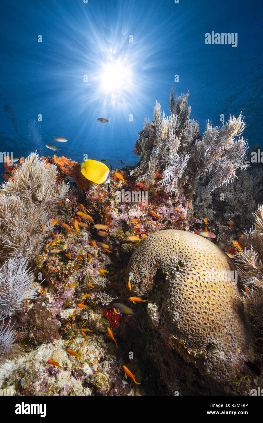 Vita della barriera corallina sul bordo della discesa del sud boat pass, ad una profondità di 6 metri, Mayotte Foto Stock