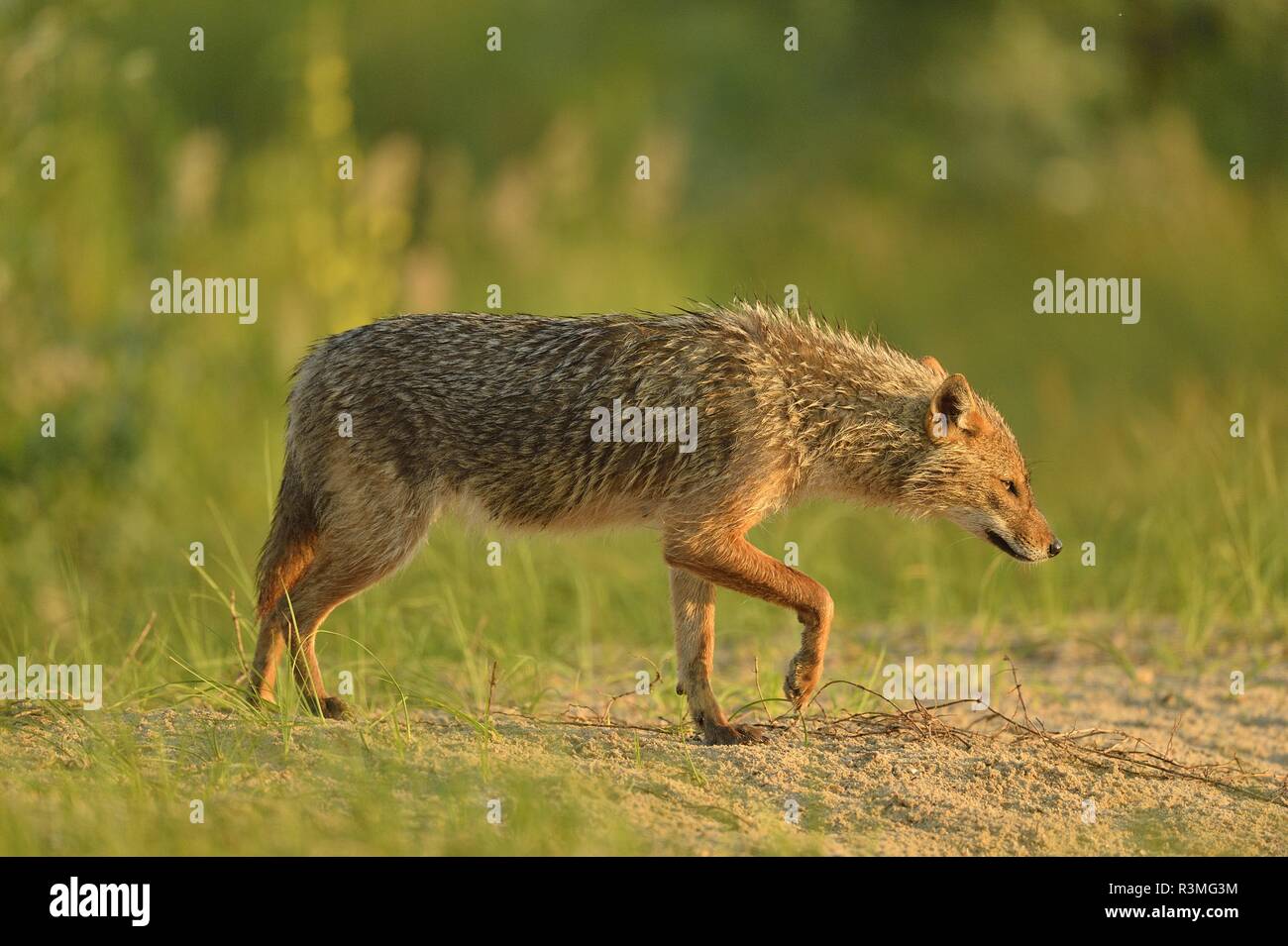 Jackal europea (Canis aureus moreoticus), il Delta del Danubio, Romania Foto Stock