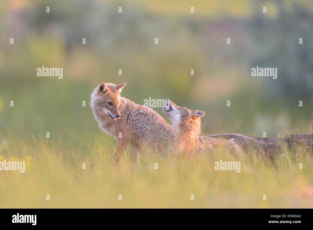 Jackal europea (Canis aureus moreoticus) coppia, il Delta del Danubio, Romania Foto Stock