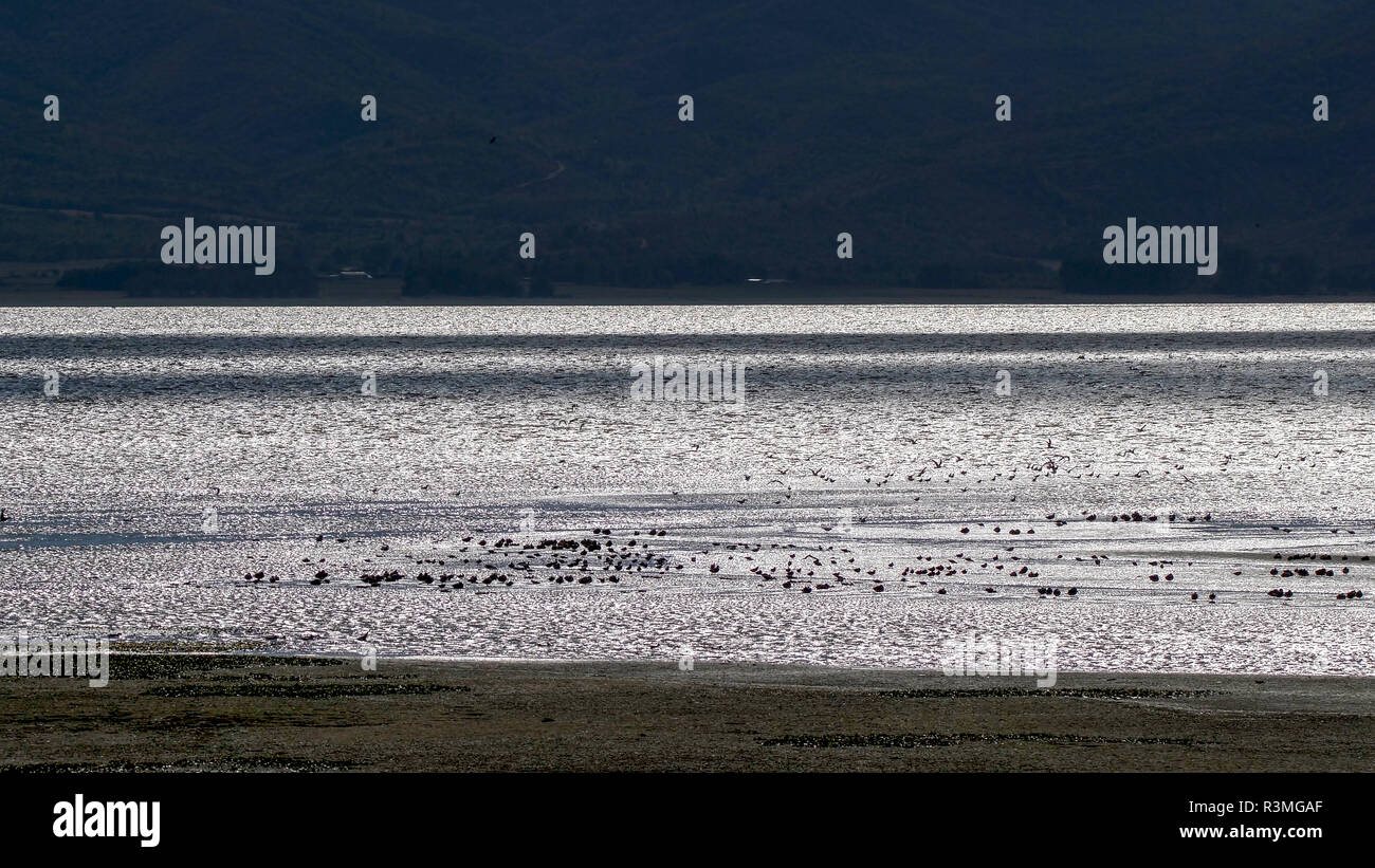 Anatra selvatica (Anatidi sp) gruppo migratori in autunno, il lago di Kerkini, Grecia Foto Stock