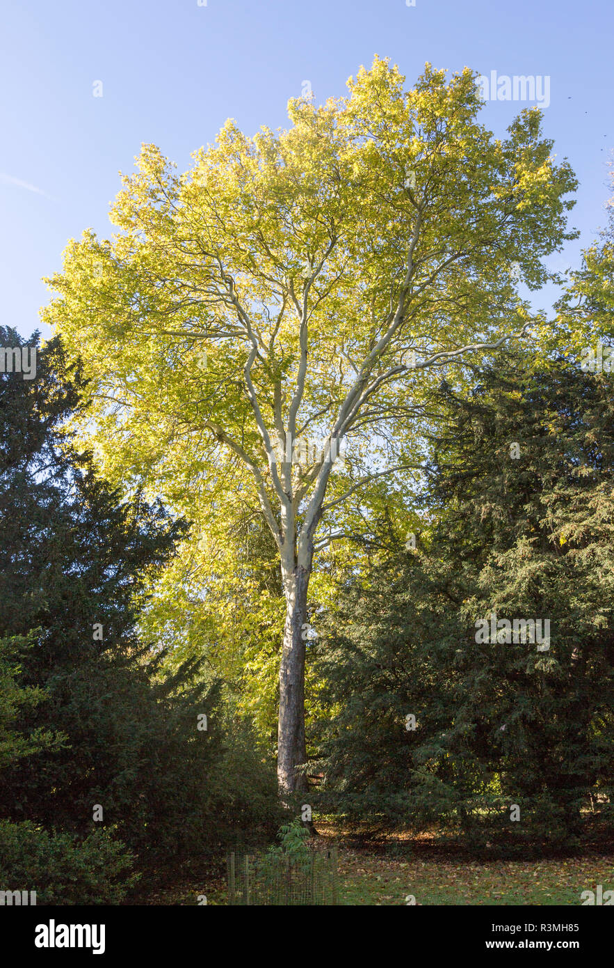 London plane tree, Platanus x hispanica, National arboretum Westonbirt Arboretum, Gloucestershire, England, Regno Unito Foto Stock