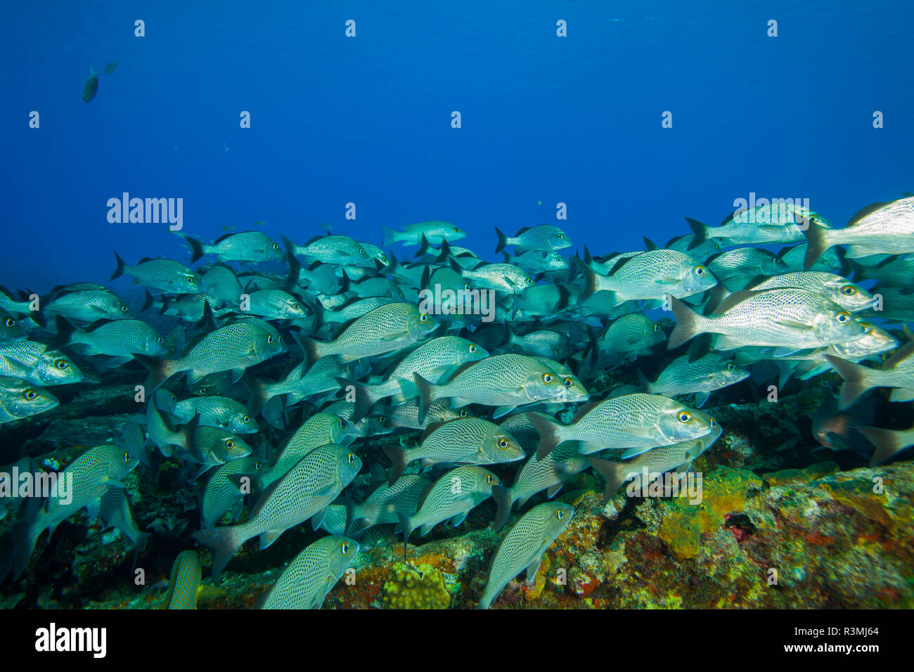 Relitto di zucchero, settentrionale Bahamas, dei Caraibi. Grunt francese (Haemulon flavolineatum) specie invasive. Foto Stock