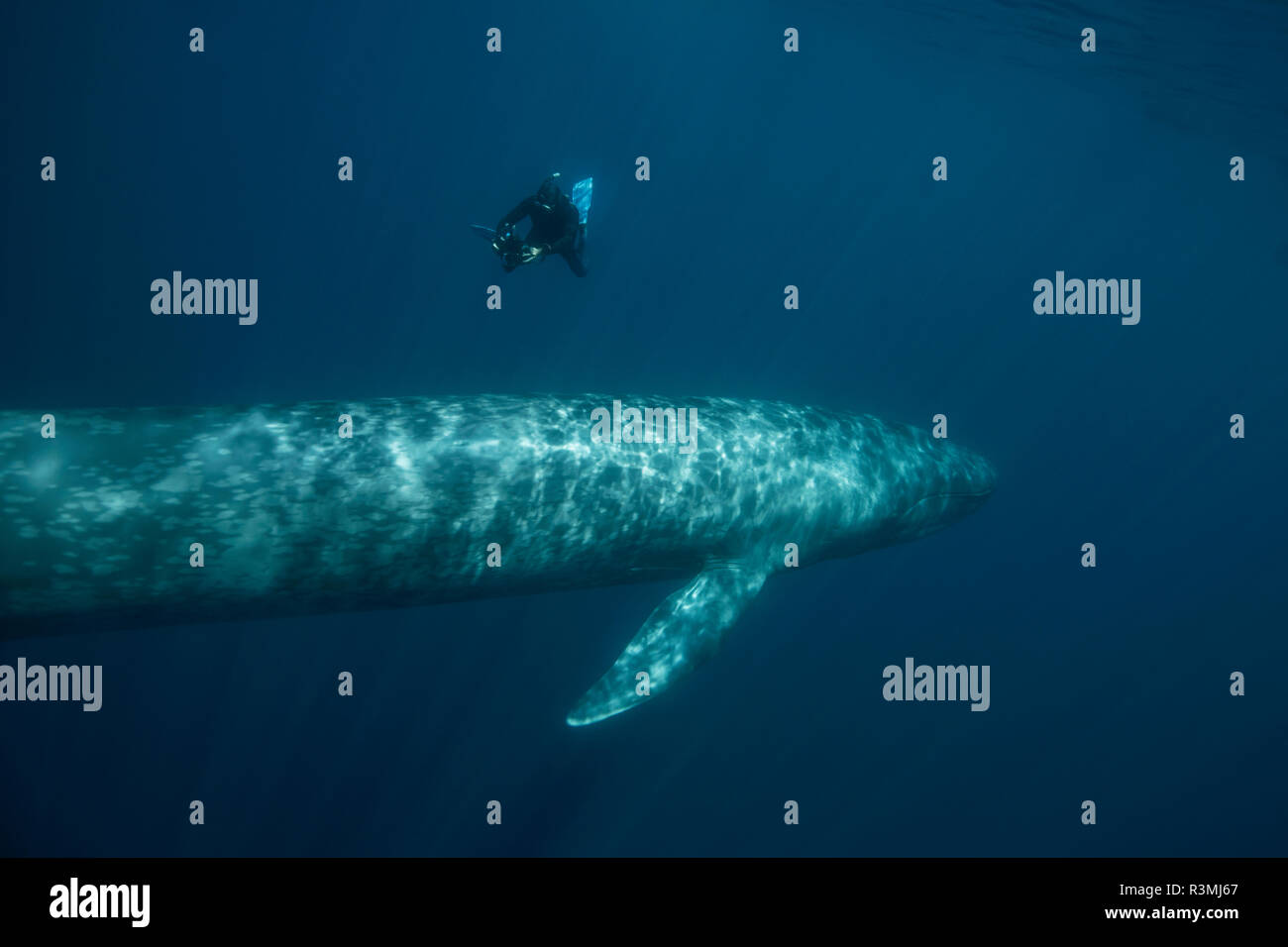 La balenottera azzurra (Balaenoptera musculus) con un apneista, isola Terceira, Azzorre, Portogallo, Oceano Atlantico Foto Stock