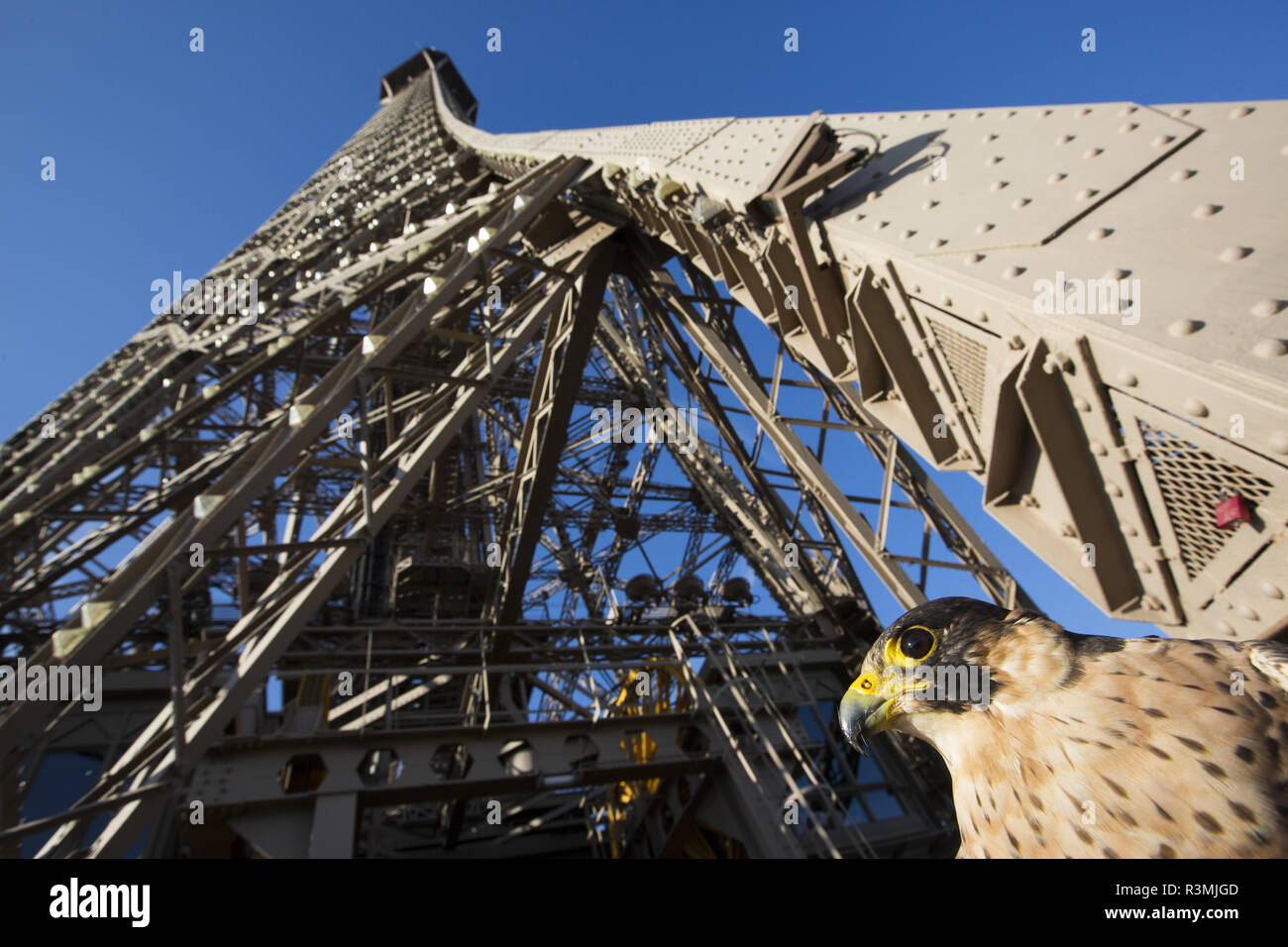 Falco pellegrino (Falco peregrinus) attorno alla torre Eiffel, Parigi, Francia Foto Stock