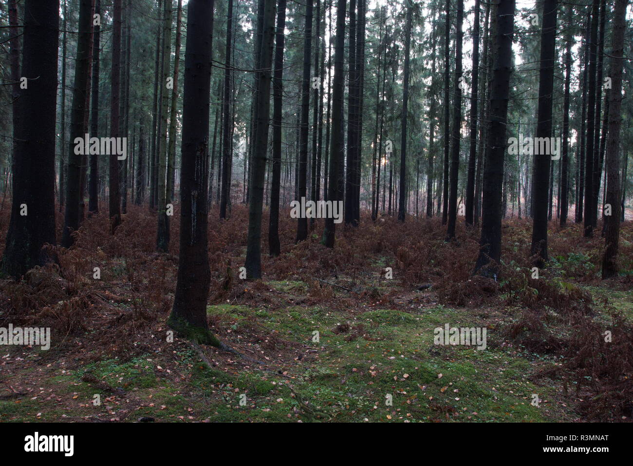 Bosco di abete rosso in autunno con aghi caduti e appassiti felci. Foto Stock