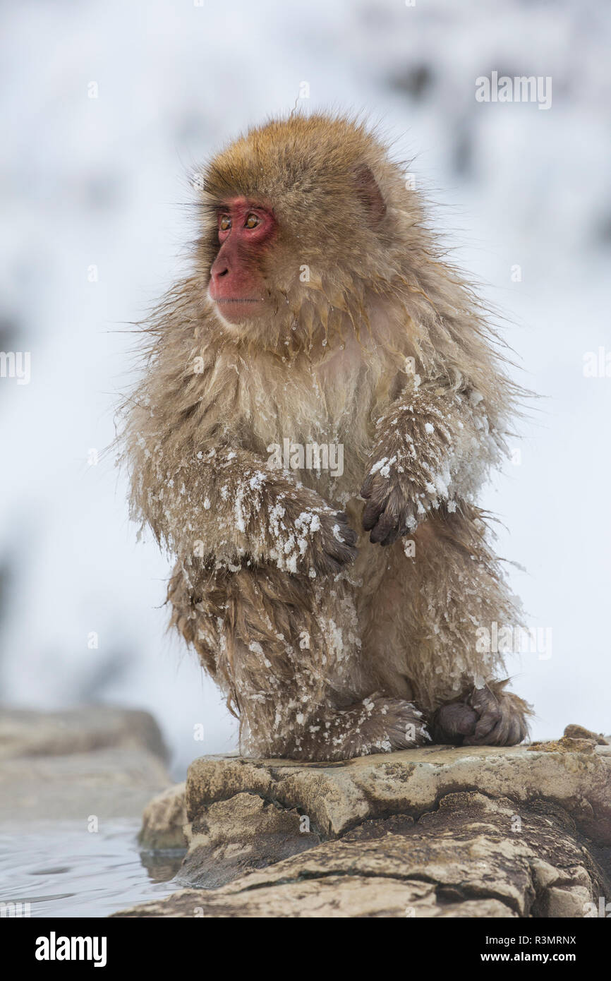 Neve scimmie svernamento Nagano, Giappone. Foto Stock