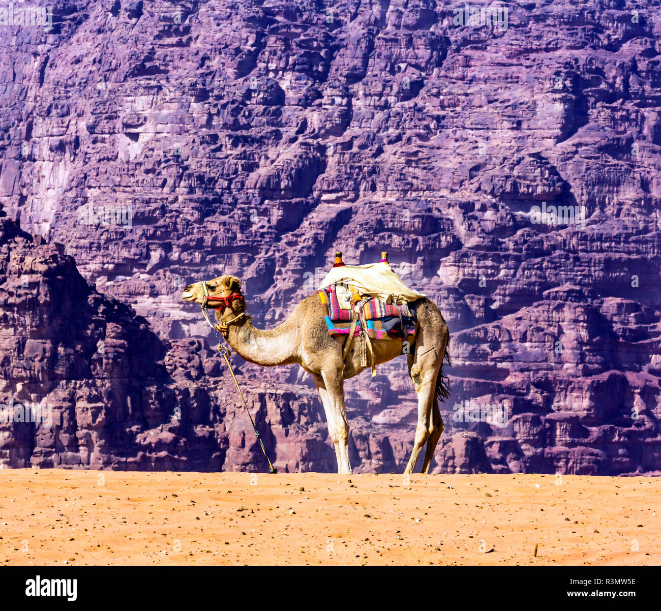 Dune di sabbia e cammello. Il Wadi Rum, Valle della Luna, Giordania. Abitato da esseri umani fin dai tempi della preistoria Foto Stock