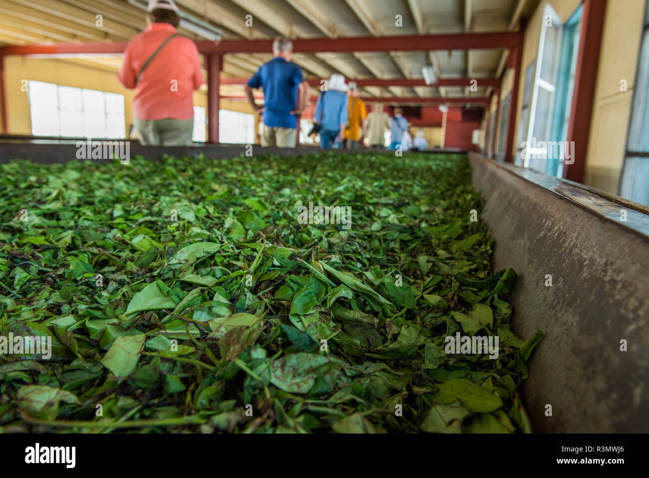 Sri Lanka Galle, villaggio di Akuressa. Verde biologico Tea Garden e la fabbrica di tè. Visita della fabbrica, nastro trasportatore dettaglio con le foglie di tè. Foto Stock