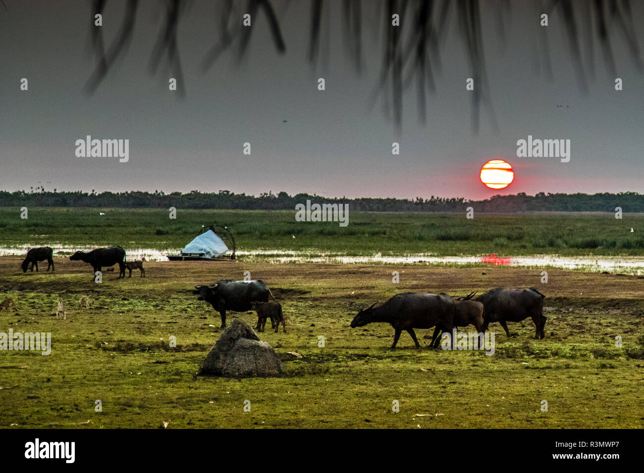 Tramonto con bufali d'acqua al Bamurru Plains Lodge, Northern Territory, Australia Foto Stock