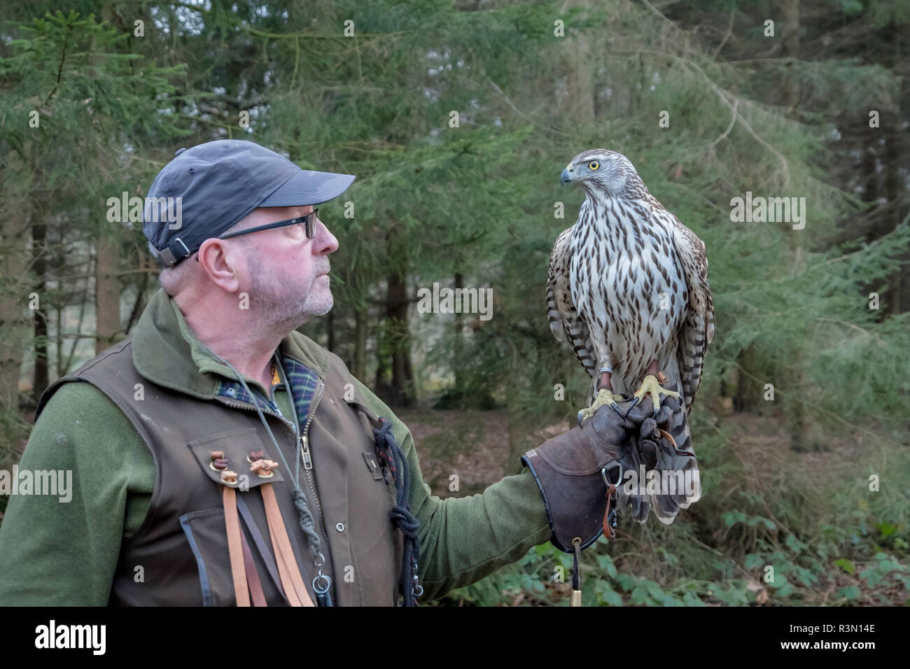 Un falconer detiene un giovane uccello. Foto Stock