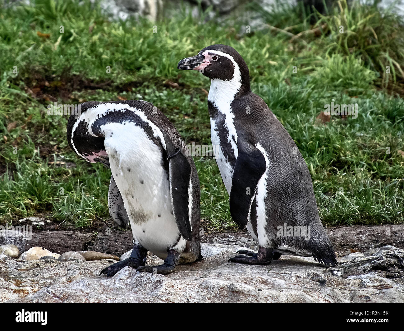 Colpo di due pinguini relax su una pietra in un lago Foto Stock