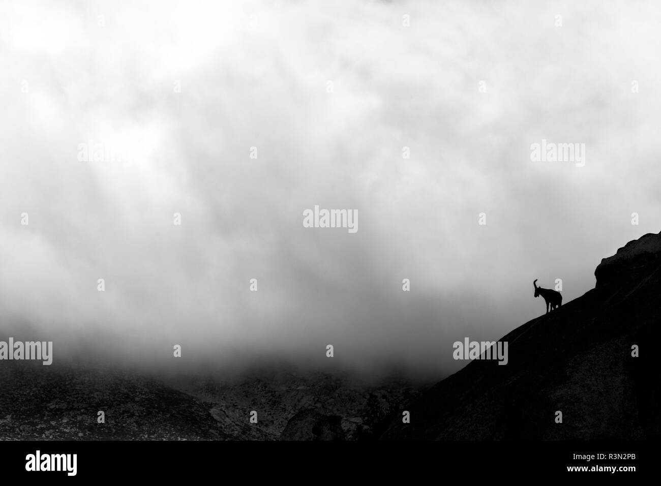 Lo spagnolo di stambecco (Capra pyrenaica), Silhouette su roccia, Guadarrama National Park, Spagna Foto Stock