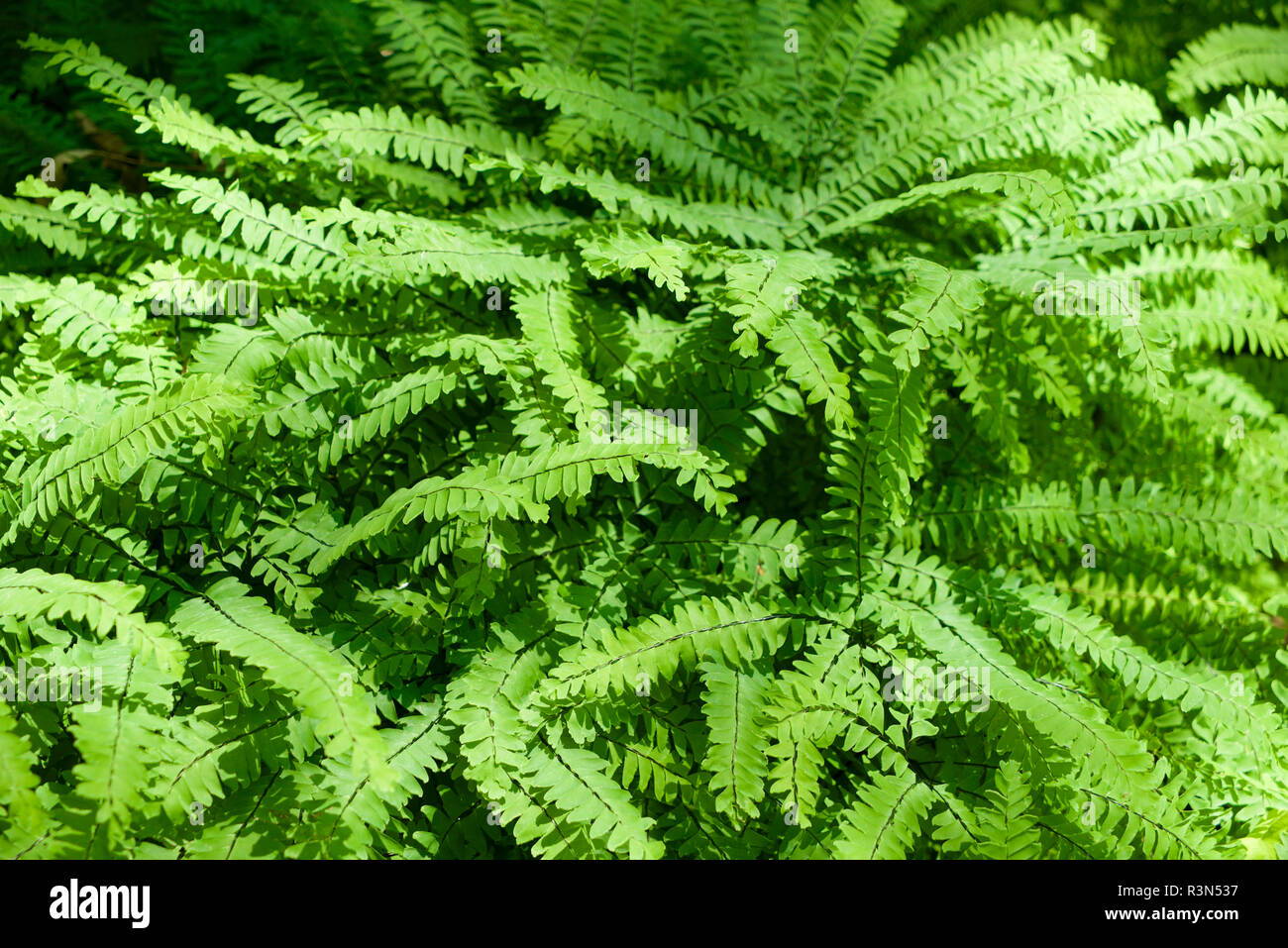 Canada Quebec, Montreal. Giardino Botanico, felce Foto Stock