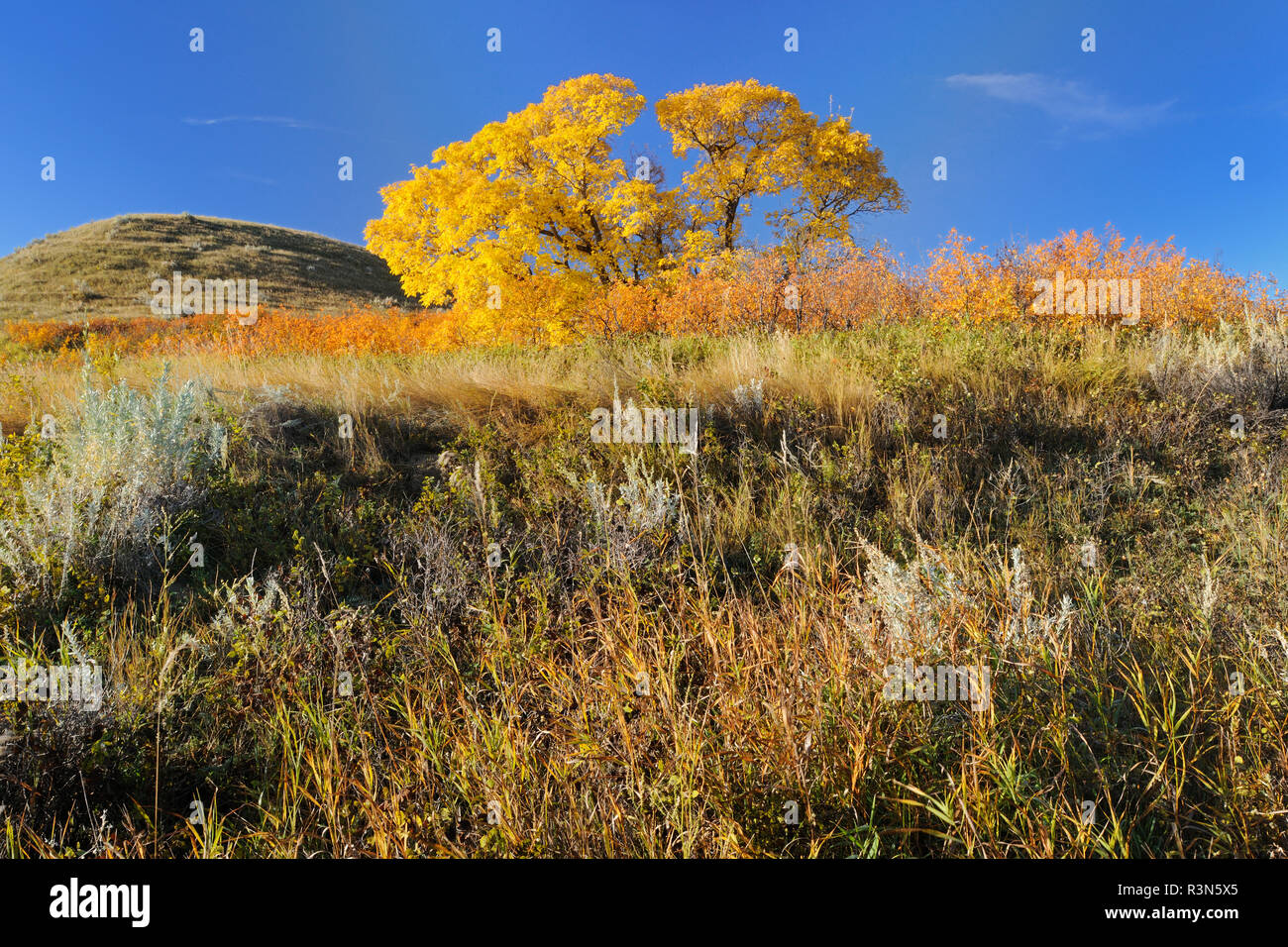 Canada, Saskatchewan, Saskatchewan Landing Parco Provinciale. Colline in autunno. Foto Stock