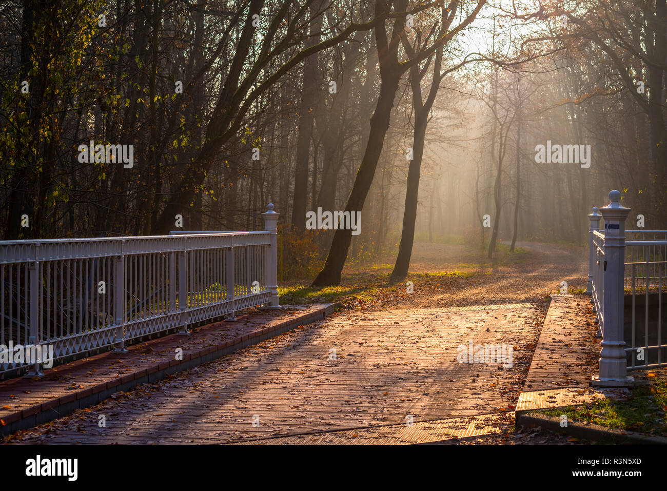 Weiße Brücke über den Floßgraben im Auwald Lipsia, Morgenstimmung im novembre, Lipsia, Germania Foto Stock