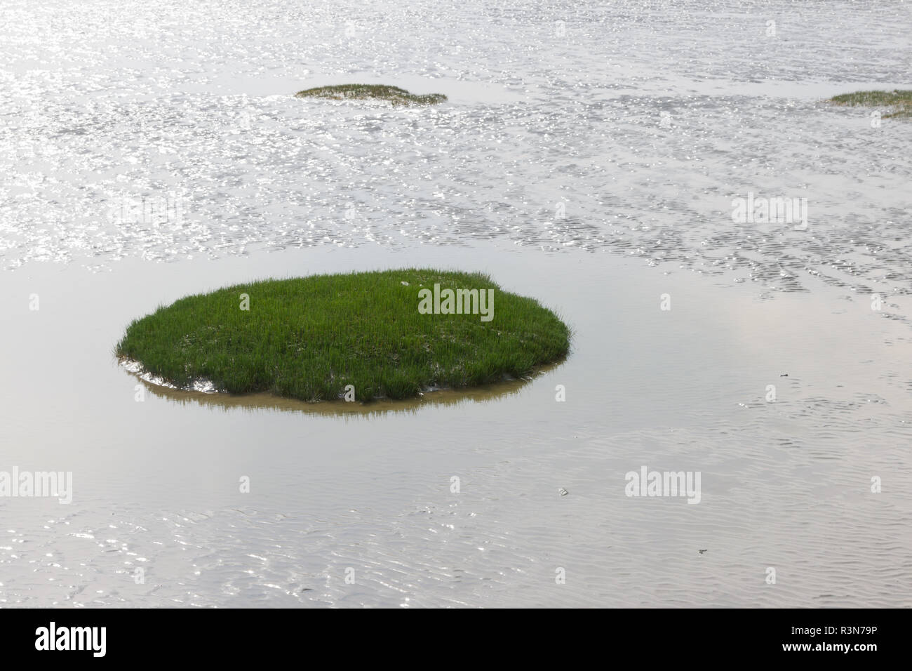 Isola verde nel Waddenzee Foto Stock