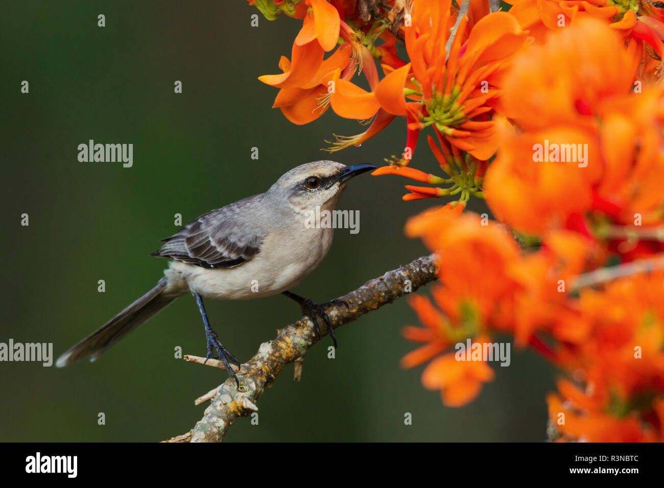 Tropical Mockingbird assaporerete in fioriture immortale Foto Stock
