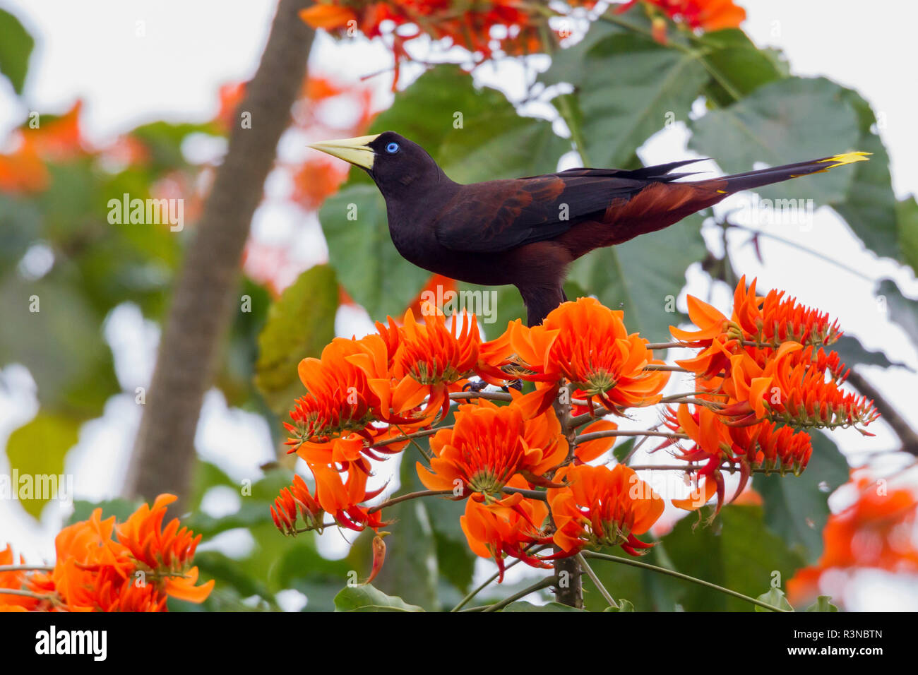 Crested Oropendola arroccato nella struttura ad albero immortale Foto Stock