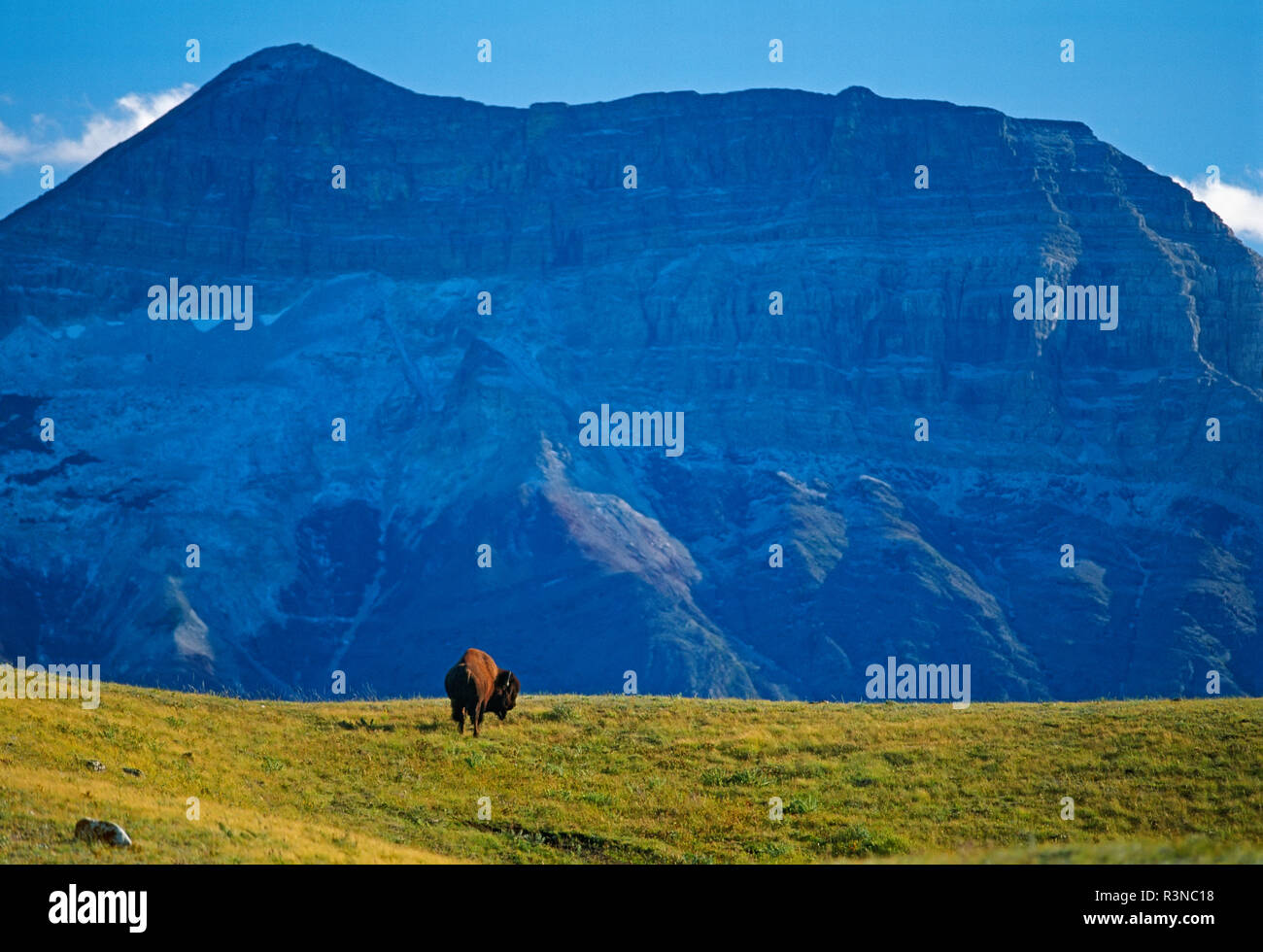 Canada, Alberta, Waterton National Park. Bison e divano Montagna. Foto Stock