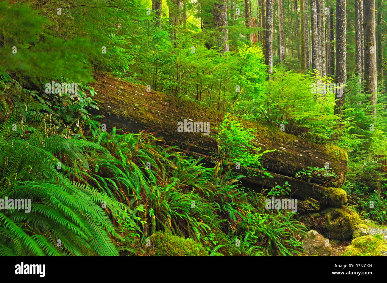 Canada, British Columbia, Carmanah-Walbran Parco Provinciale. Vegetazione che cresce sul log. Foto Stock