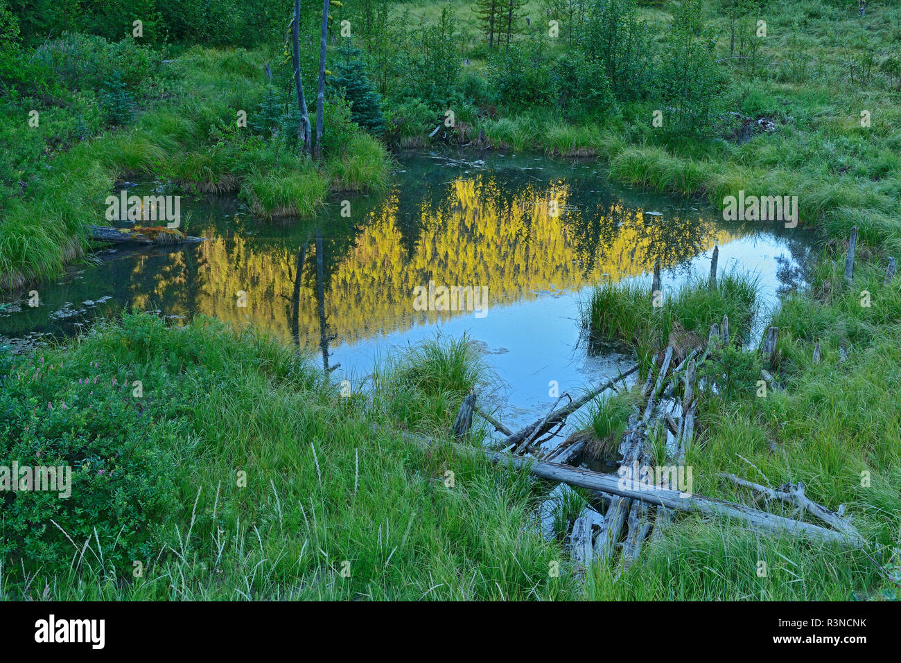 Canada, British Columbia, E.C. Manning Provincial Park. Mountain pool riflessione a sunrise. Foto Stock