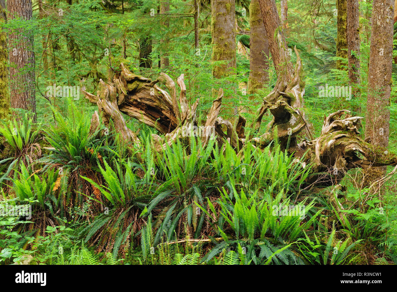 Canada, British Columbia, Carmanah-Walbran Parco Provinciale. Le felci e il vecchio albero nella foresta pluviale. Foto Stock