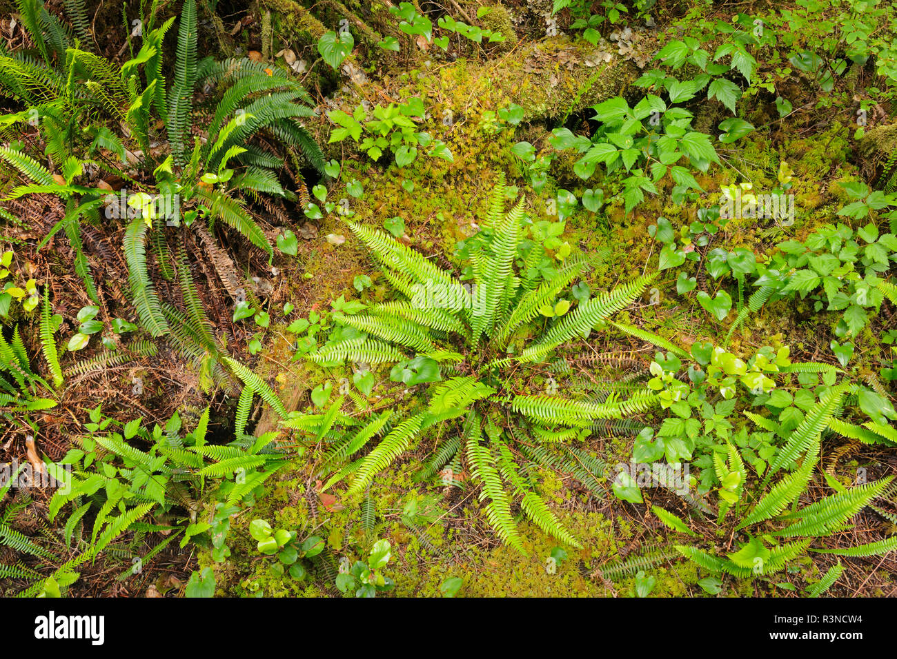 Canada, British Columbia, Helliwell Parco Provinciale. Felci nel sottobosco. Foto Stock