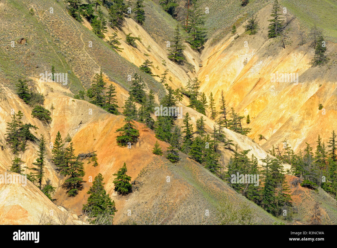 Canada, British Columbia, Hat Creek. Erosa sulle colline di montagna e pini. Foto Stock