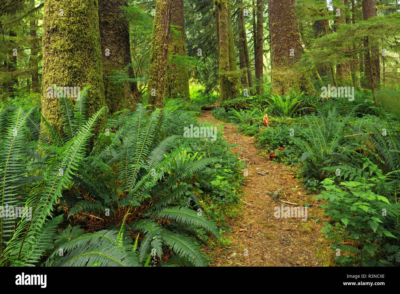 Canada, British Columbia, Carmanah-Walbran Parco Provinciale. Il sentiero nella foresta pluviale. Foto Stock
