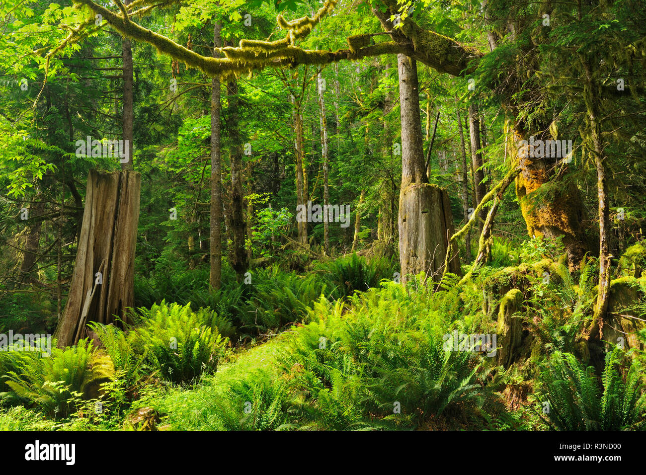 Canada, British Columbia, Egmont. La lussureggiante foresta pluviale SCENIC. Foto Stock