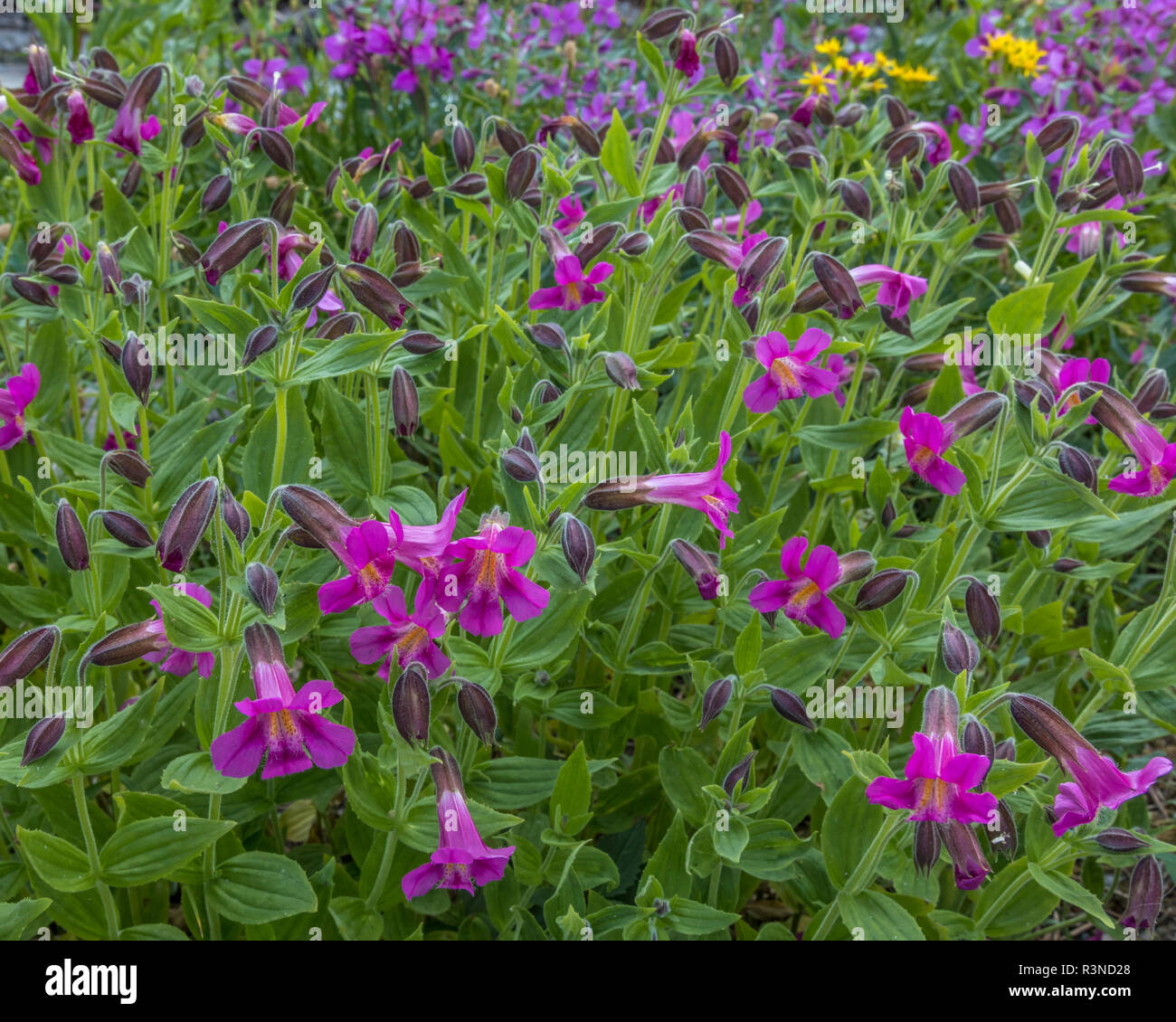 Canada, British Columbia, Selkirk Mountains. Pink monkeyflower SCENIC. Foto Stock