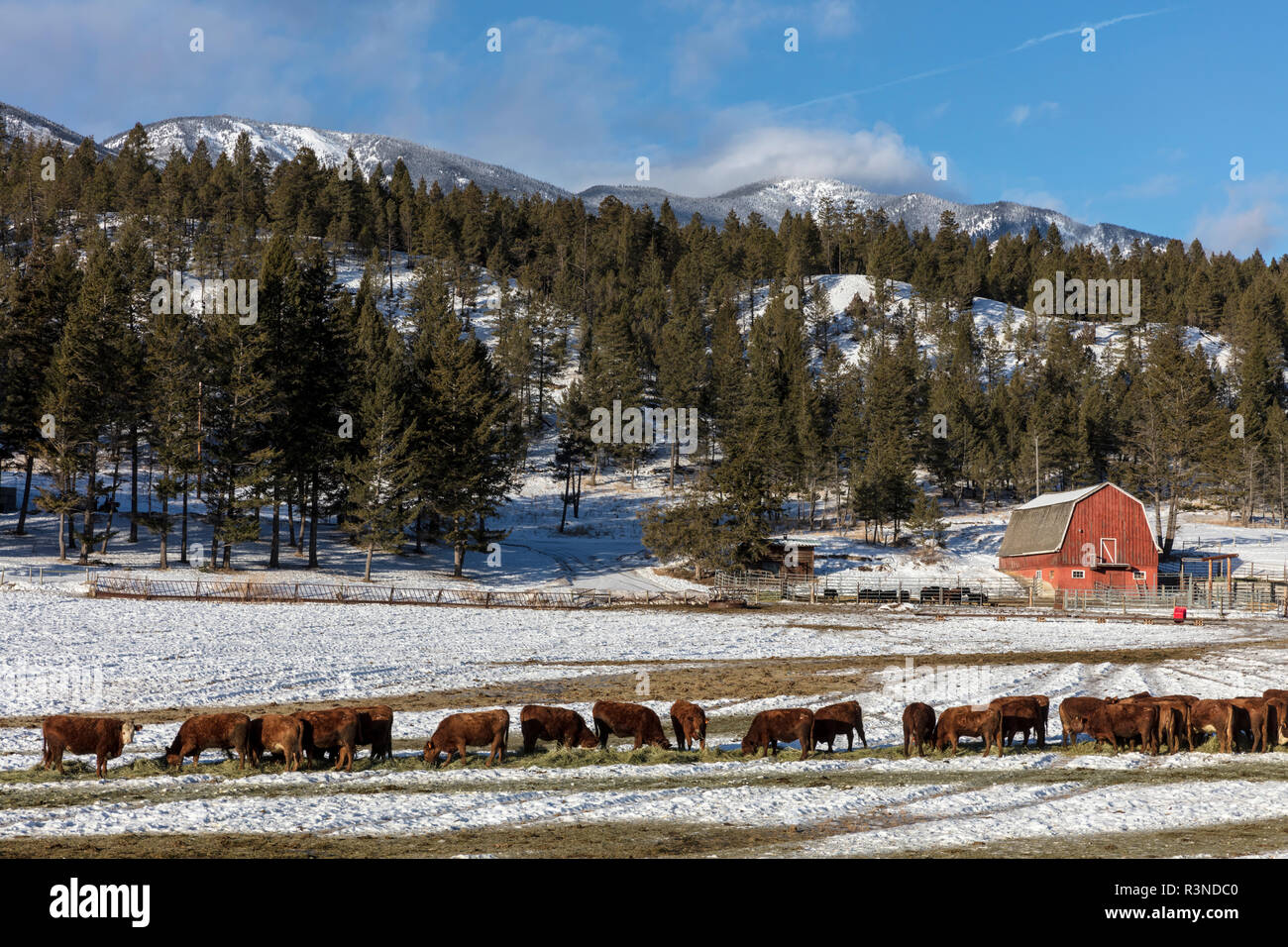 Incroci i bovini si nutrono di fieno in inverno vicino al Canal appartamenti, British Columbia, Canada Foto Stock