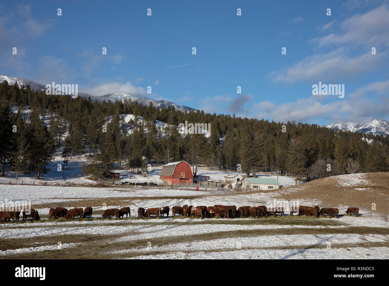Incroci i bovini si nutrono di fieno in inverno vicino al Canal appartamenti, British Columbia, Canada Foto Stock