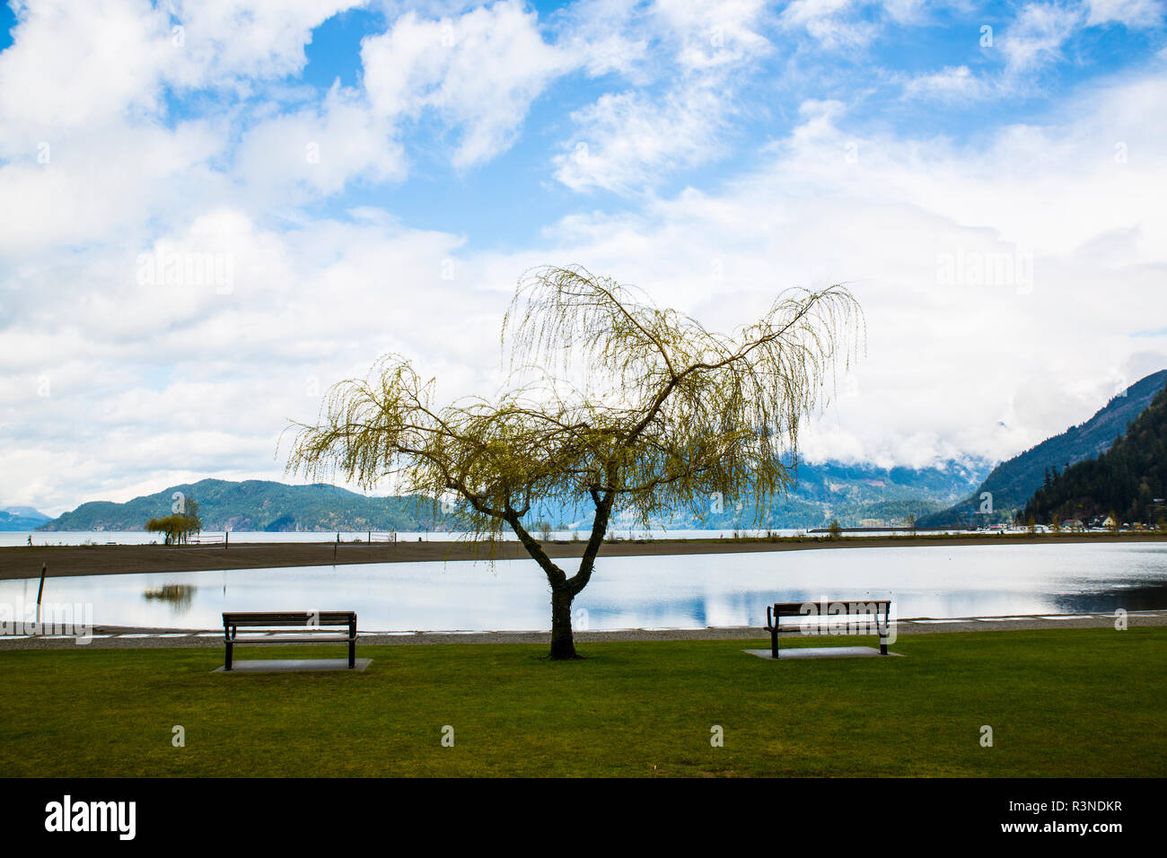 Harrison Hot Springs, British Columbia, Canada, salice piangente albero è ancorato da panchine guardando il lago e vista montagna Foto Stock