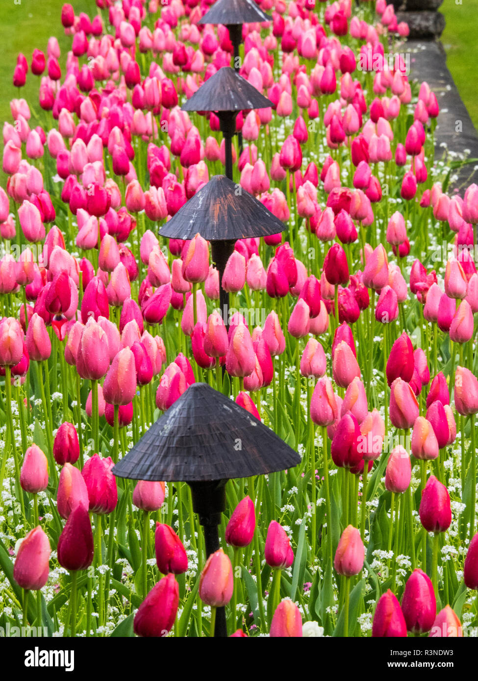 I tulipani in massa di piantagione Foto Stock