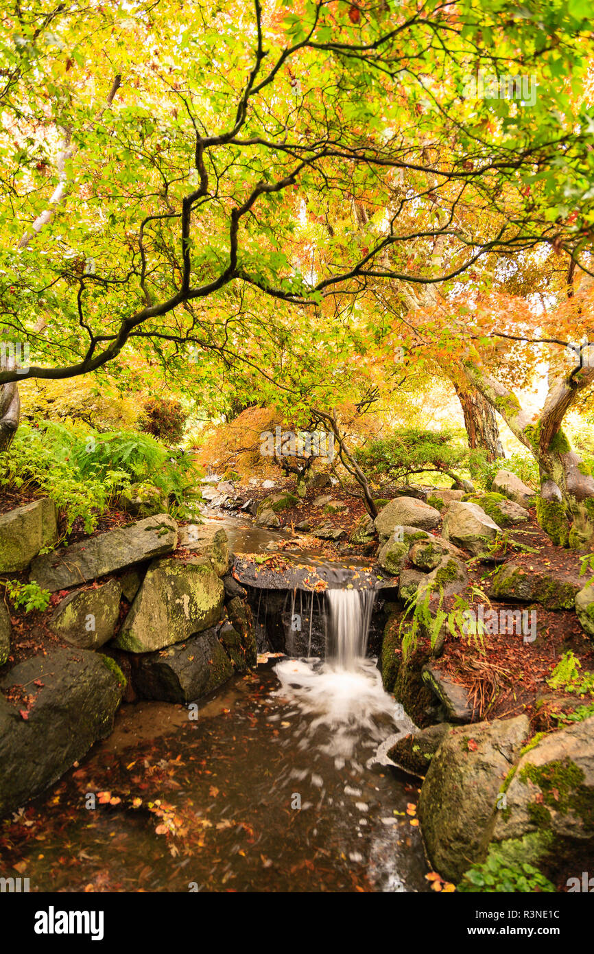 Creek giapponese nei pressi di alberi di acero, Beacon Hill Park, Victoria, capitale della British Columbia, Canada Foto Stock