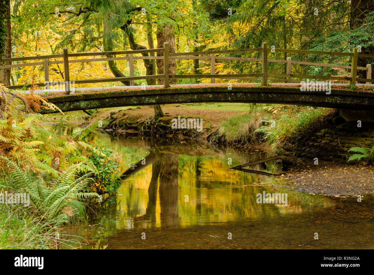 Ponte stradale sull'Acqua Nera fiume in autunno, New Forest National Park, Hampshire, Inghilterra, Regno Unito, Foto Stock