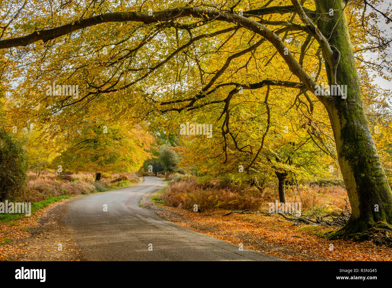 Faggi e Bracken nel colore di autunno lungo l'unità ornamentali, New Forest National Park, Hampshire, Inghilterra, Regno Unito, Foto Stock