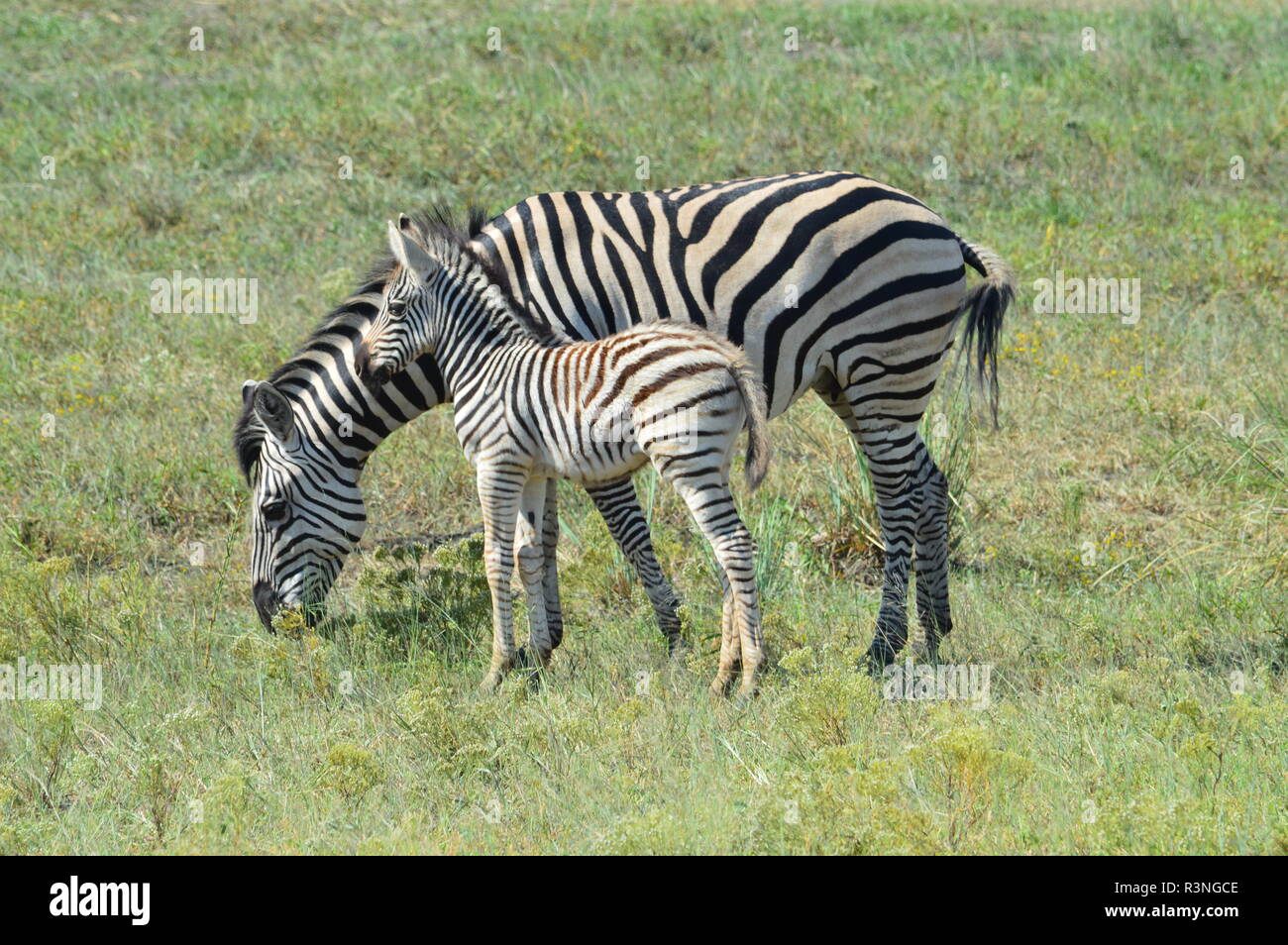 Madre Zebra con Baby Zebra nella savana africana Foto Stock