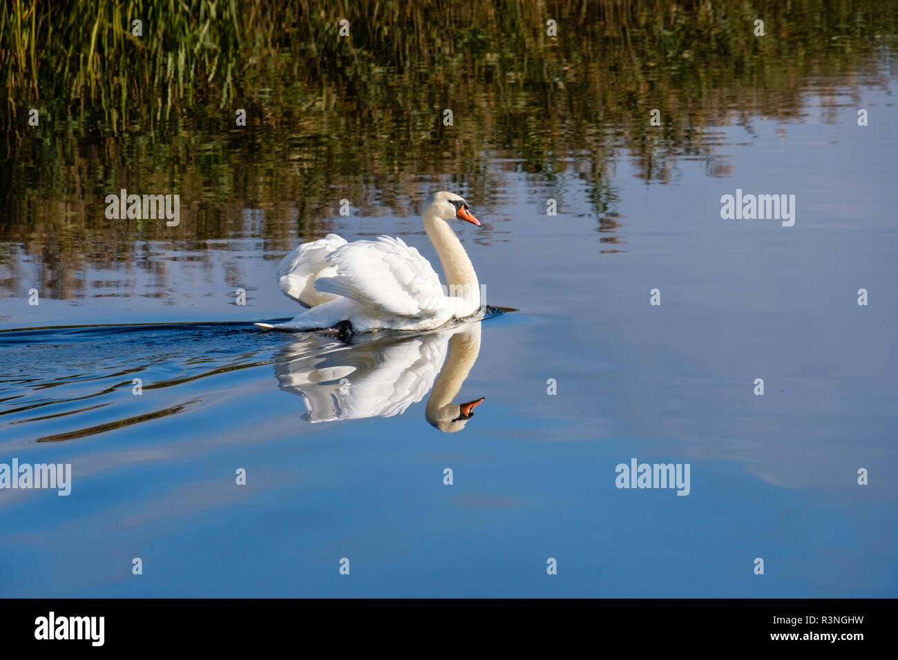 Cigno (Cygnus olor) su open water nel Somerset livelli a Avalon paludi, Meare, Glastonbury, Somerset, Inghilterra, Regno Unito. Foto Stock