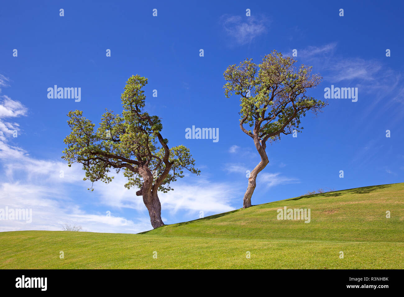Albero ideale con il blu del cielo e terra verde Foto Stock