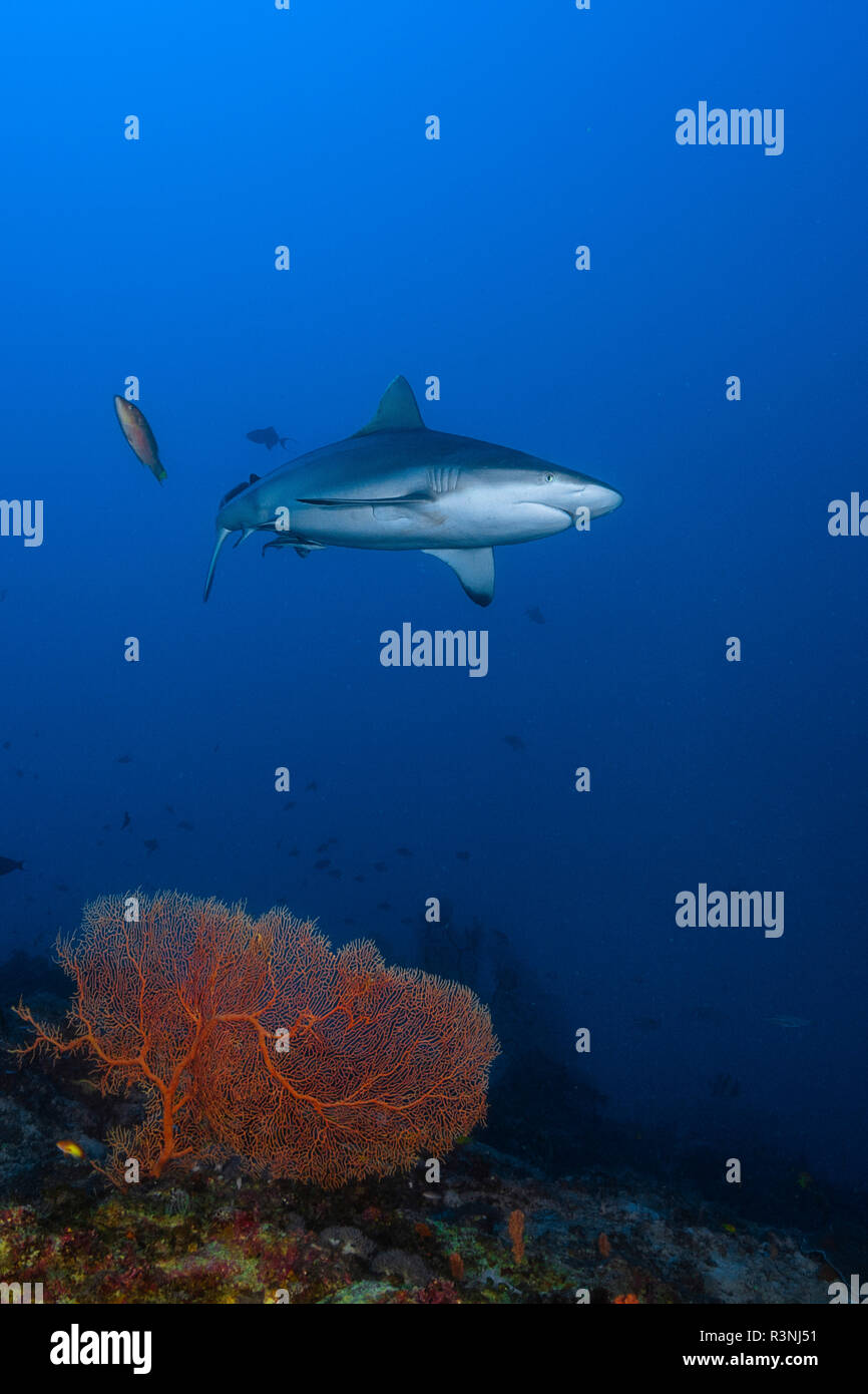 Grey Reef shark (Carcharhinus amblyrhynchos) nuoto non lontano dal versante esterno della laguna di Mayotte. Foto Stock