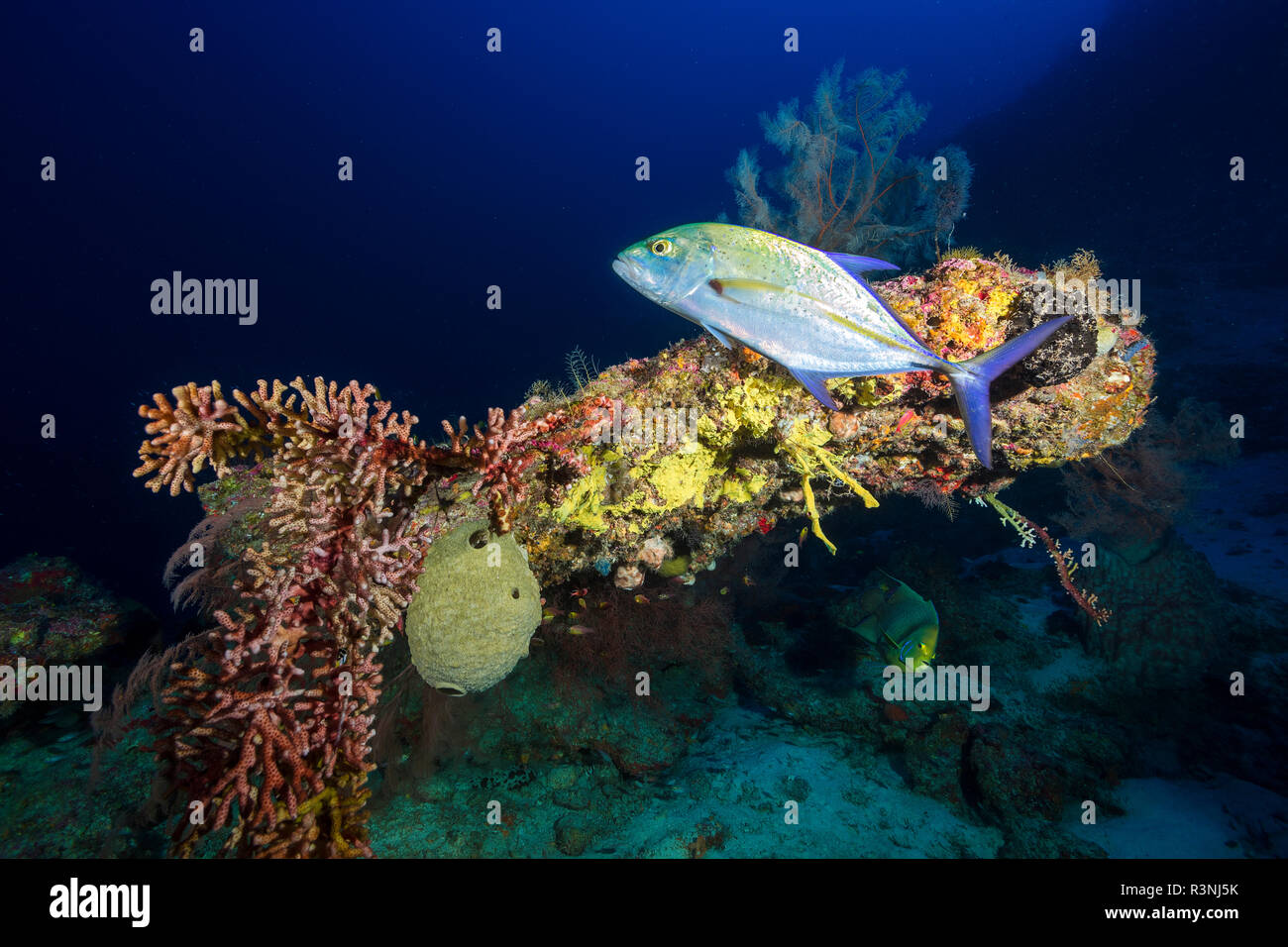 Carangidi blu (Caranx melampygus) sulla profonda barriera corallina di quasi 80 metri di profondità, Mayotte Foto Stock