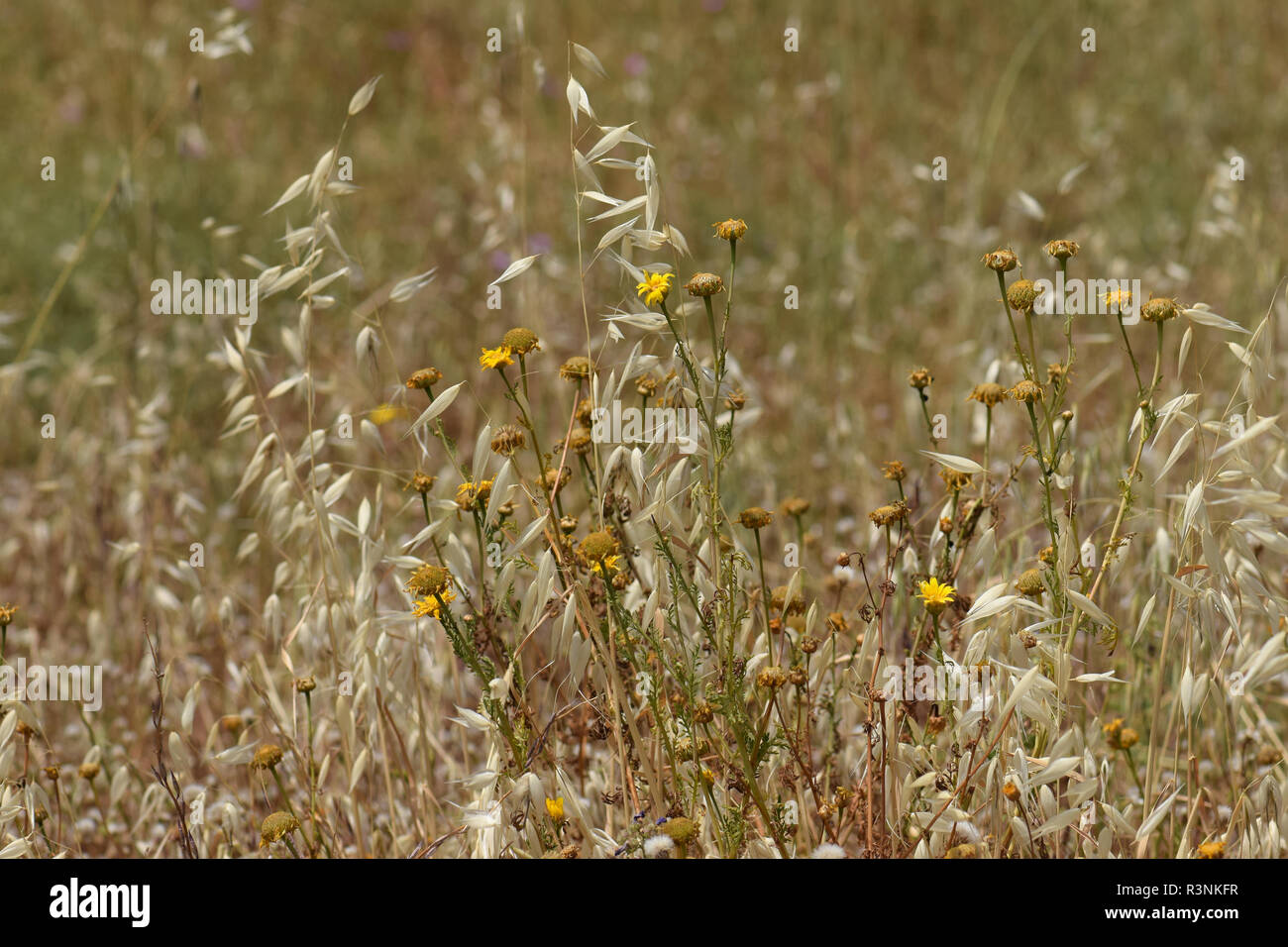 Appassiti fiori selvatici e ricoperta a secco di paglia di avena piante. La molla si trasforma in estate. Foto Stock