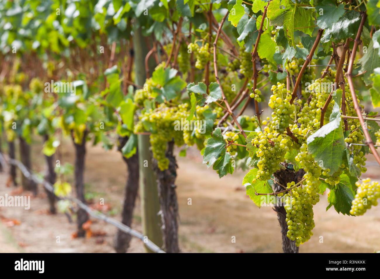 Nuova Zelanda, Hawkes Bay, Havelock North. Vigneto Foto Stock