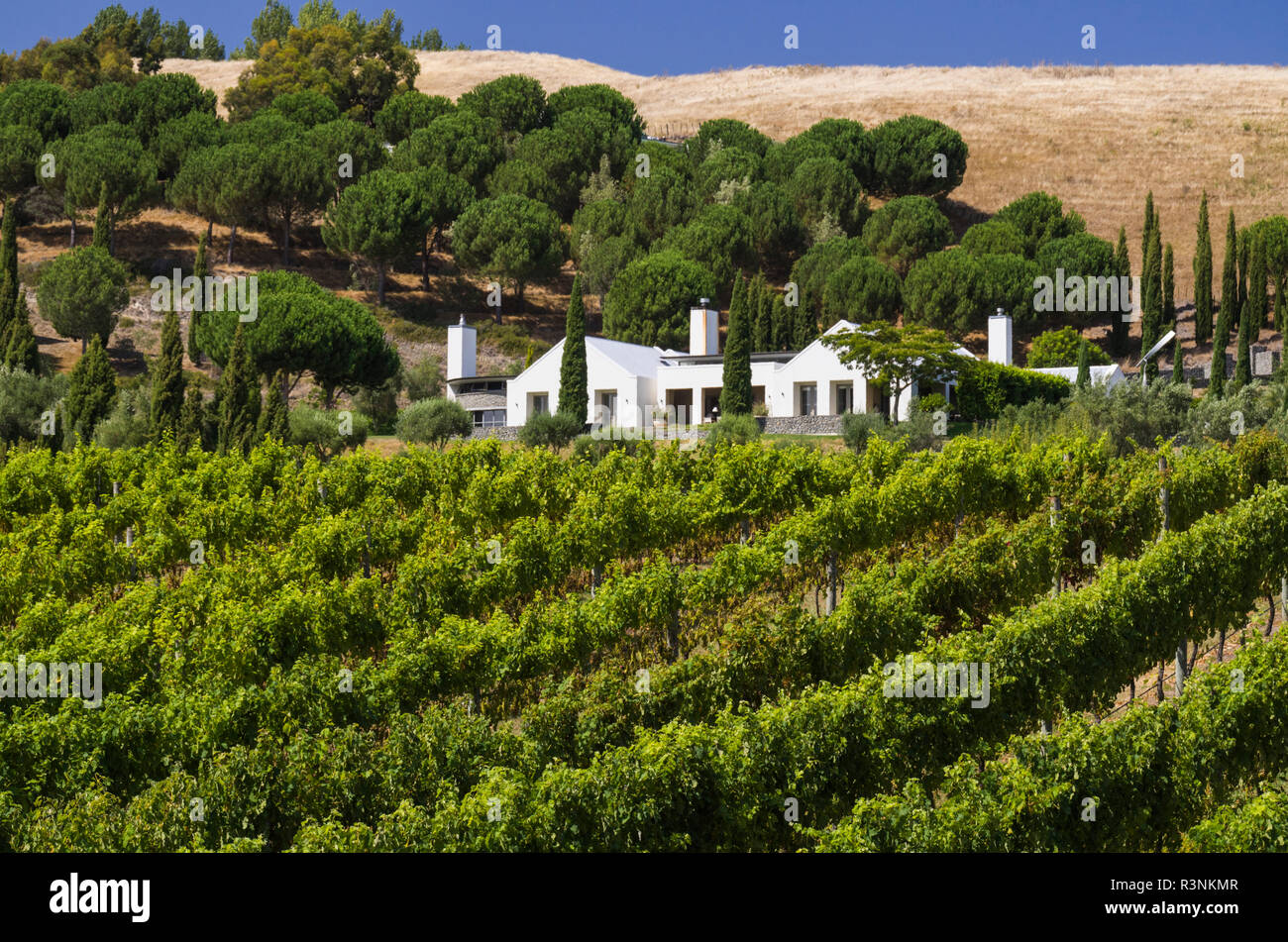 Nuova Zelanda, Hawkes Bay, Havelock North. Fienile nero Vigneti Cantina Foto Stock